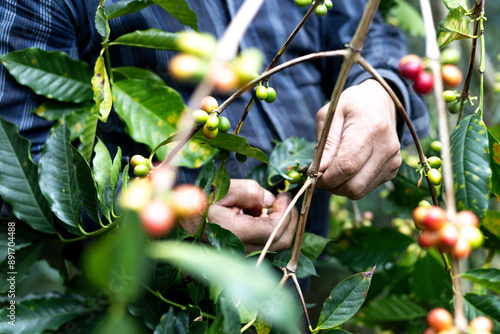 hands of a peasant man collecting Colombian coffee on a farm in a forest