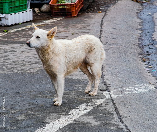 White street dog along the road of Atok Benguet Philippines. photo