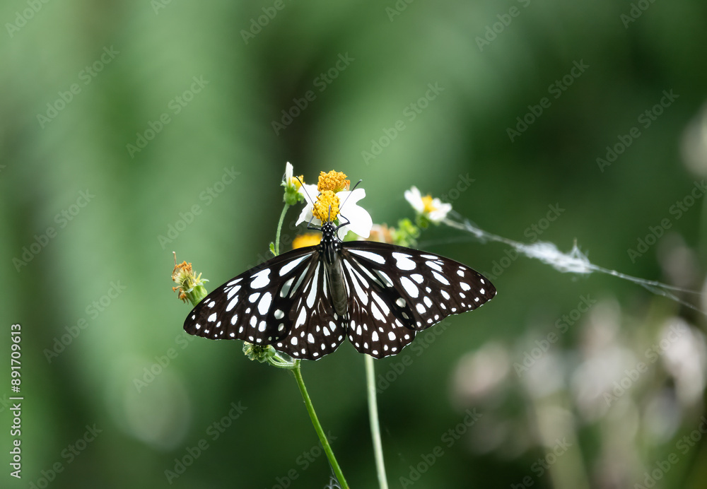Tree nymph butterfly (Idea leuconoe), in the forests of Maokong, Taipei, Taiwan. Tree nymph butterfly (Idea leuconoe), in the forests of Maokong, Taipei, Taiwan.