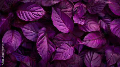 Vibrant Purple Leaves Background: Lush and Detailed Botanical Foliage