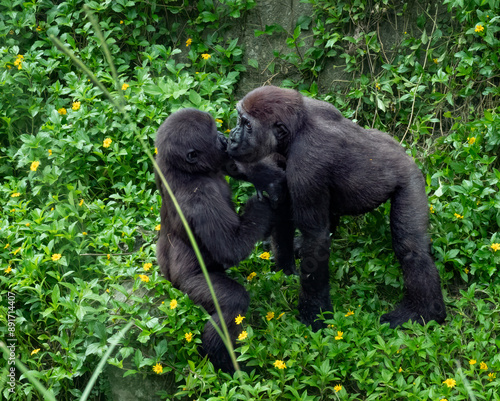 Playful interaction of a juvenile Western lowland gorilla (Gorilla gorilla gorilla) with its younger baby sibling. This west-African species is critically endangered photo