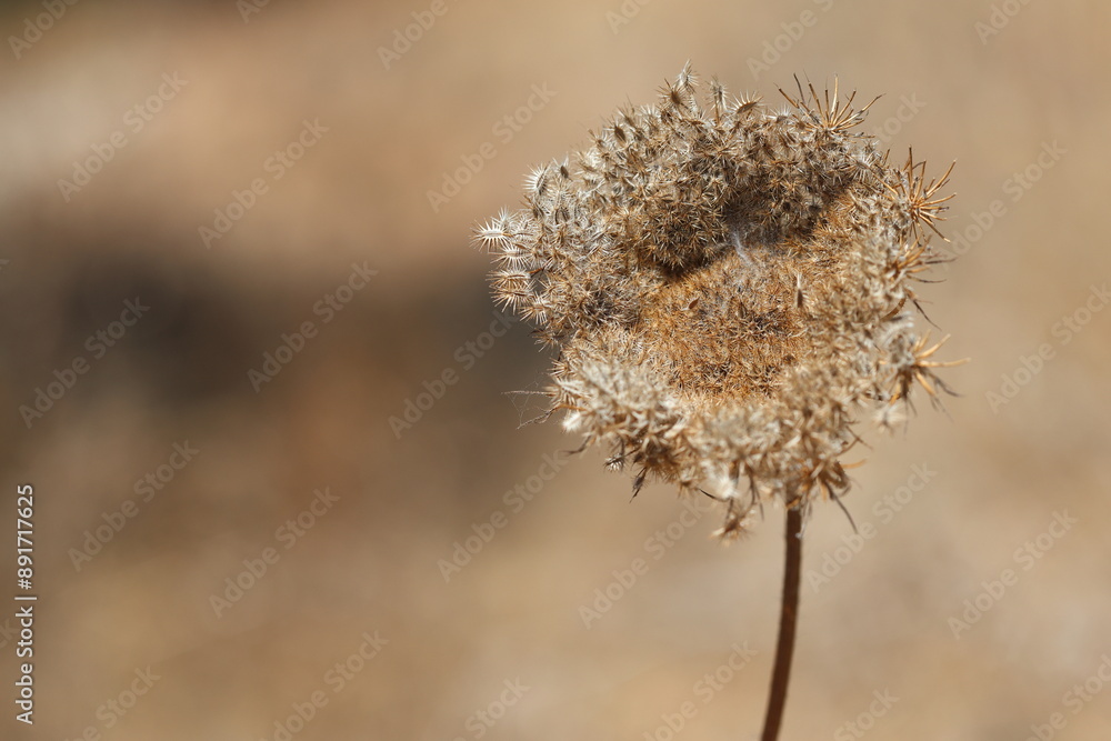 dry umbel of wild carrot in summer dry umbel of wild carrot in summer
