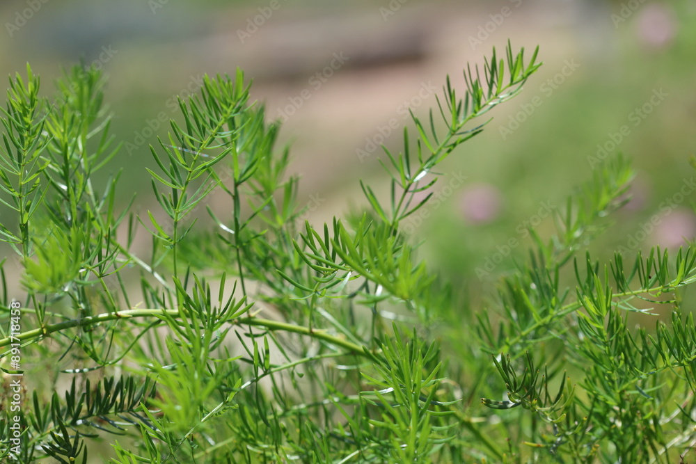 Asparagus acutifolius, common name wild asparagus, is an evergreen perennial plant belonging to the genus Asparagus Asparagus acutifolius, common name wild asparagus, is an evergreen perennial plant belonging to the genus Asparagus