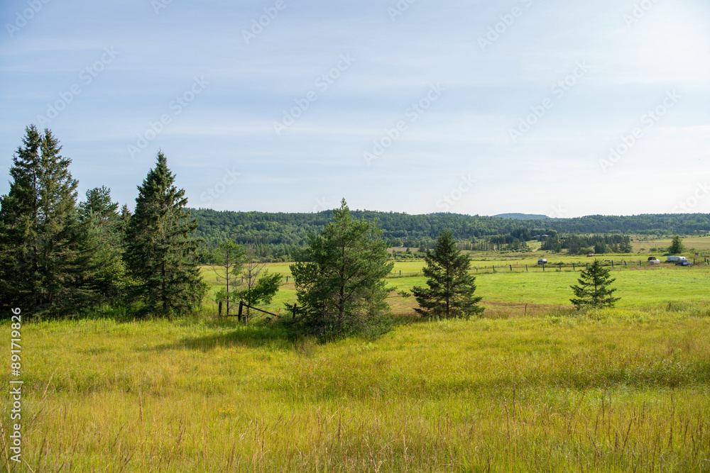 Obraz premium landscape with trees