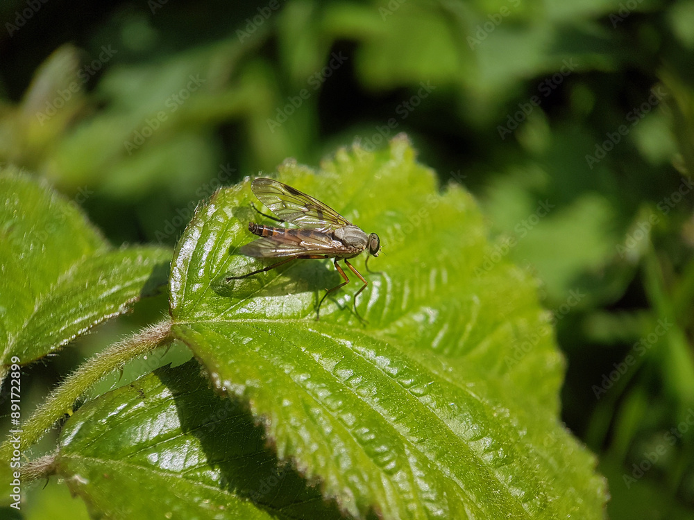fly on a leaf summer garden fly on a leaf summer garden