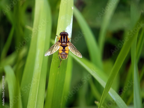 fly on a leaf summer garden photo