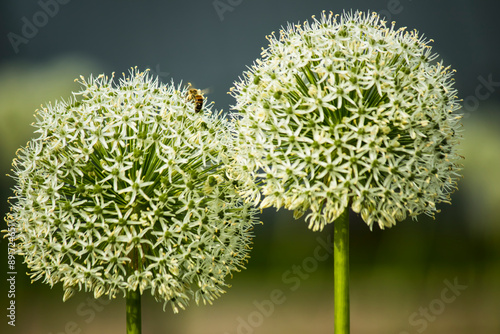 close up of a onion flower