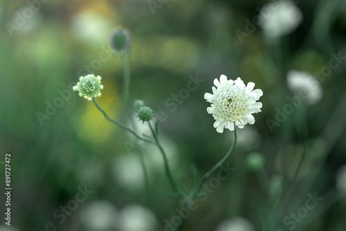 Obraz na płótnie Scabiosa ochroleuca flower in white on the lawn in the park close-up w salonie