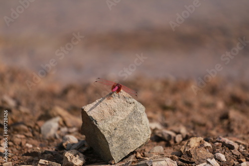 shot of dragonfly in wild sitting on rock, just saved from the river.dragonfly is very small. 