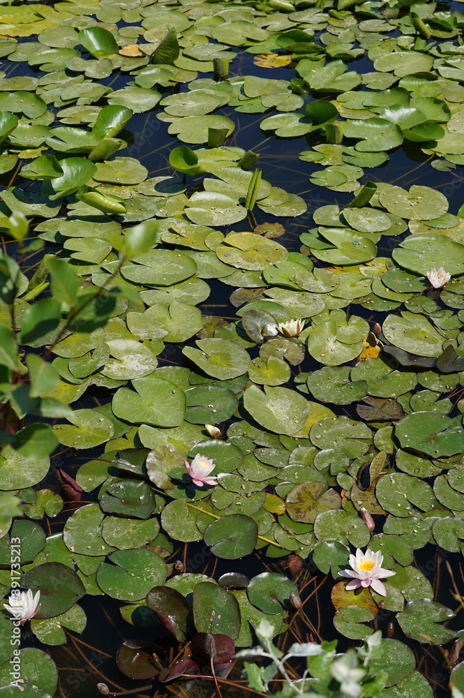 water lily, lily pad, flower, pond, lake, water, nature, plants, greenery, leaves, summer, calm, aquatic plant, landscape, flora, botany, beauty of nature, ecology, environment, blooming plant, white water lily, lily pad, flower, pond, lake, water, nature, plants, greenery, leaves, summer, calm, aquatic plant, landscape, flora, botany, beauty of nature, ecology, environment, blooming plant, white