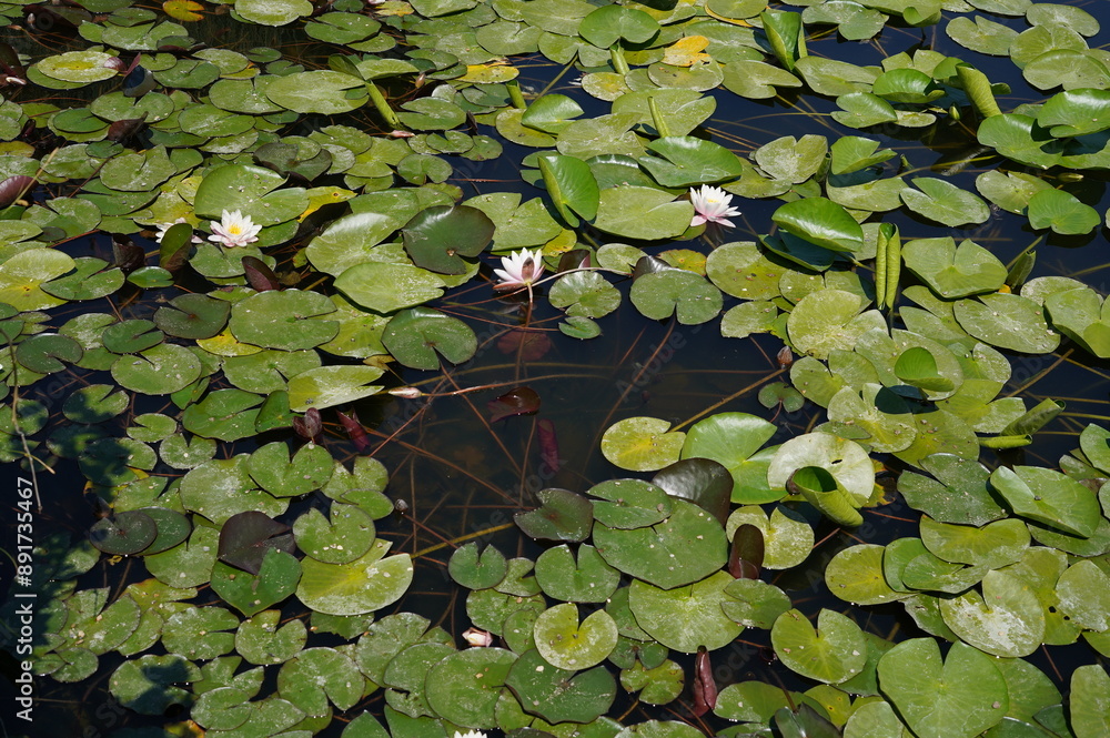 water lily, lily pad, flower, pond, lake, water, nature, plants, greenery, leaves, summer, calm, aquatic plant, landscape, flora, botany, beauty of nature, ecology, environment, blooming plant, white water lily, lily pad, flower, pond, lake, water, nature, plants, greenery, leaves, summer, calm, aquatic plant, landscape, flora, botany, beauty of nature, ecology, environment, blooming plant, white