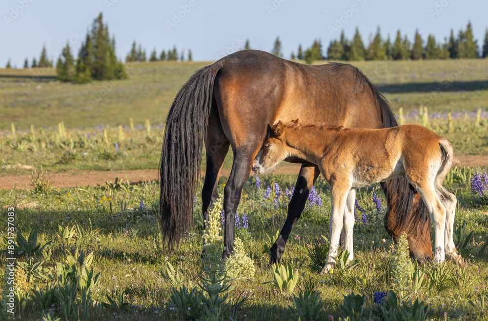 Wild Horse Mare and Foal in the Pryor Mountains Montana in Summer Wild Horse Mare and Foal in the Pryor Mountains Montana in Summer