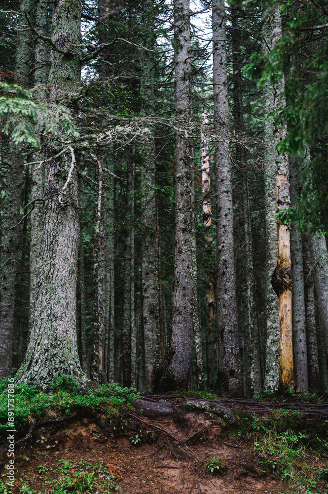 Alpine Forest and Trees at Black Lake, Durmitor, Montenegro - Balkans Landscape Alpine Forest and Trees at Black Lake, Durmitor, Montenegro - Balkans Landscape