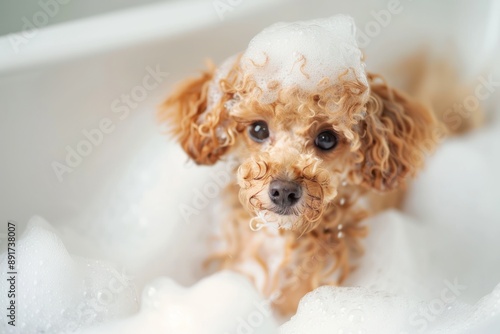 Cutie Toy Poodle dog in bathtub full of soap foam