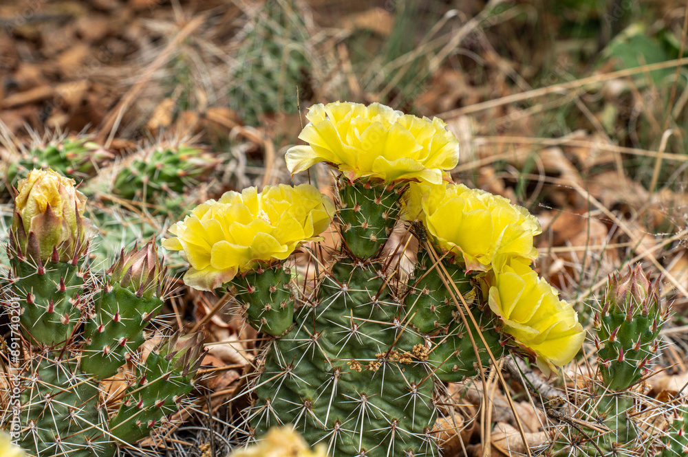 Beautiful yellow cactus blooms on display on the forest floor in Colorado, Opuntia polyacantha cactus species. Beautiful yellow cactus blooms on display on the forest floor in Colorado, Opuntia polyacantha cactus species.