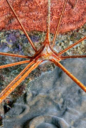 Stenorhynchus seticornis, yellowline arrow crab photo