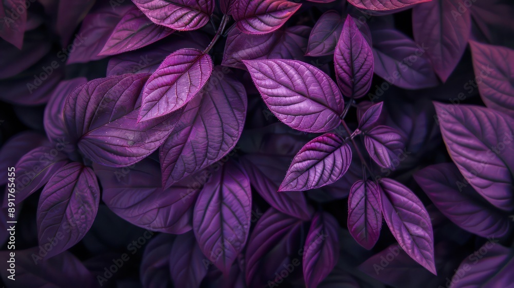 closeup nature view of purple leaf background. Flat lay, dark nature concept, tropical leaf closeup nature view of purple leaf background. Flat lay, dark nature concept, tropical leaf