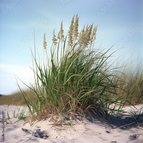sand dunes on the beach © Dii