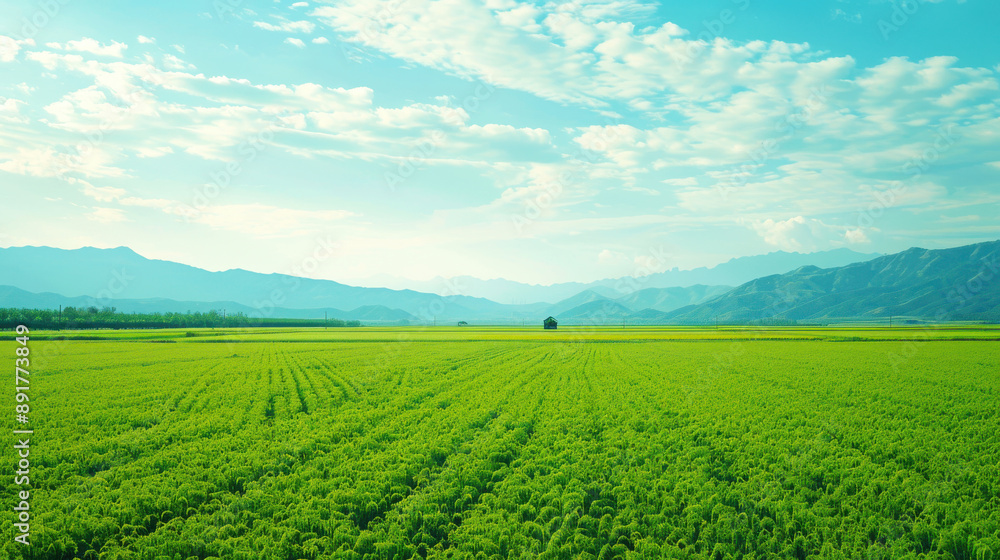 A vast, fresh prairie with crops under a clear blue sky and white clouds, showcasing an expansive and serene rural landscape A vast, fresh prairie with crops under a clear blue sky and white clouds, showcasing an expansive and serene rural landscape
