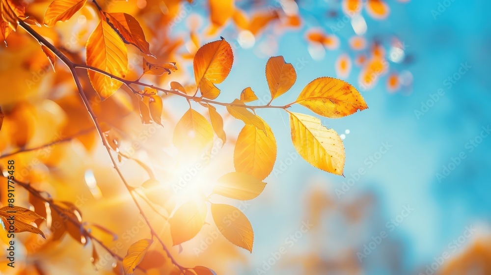 Golden leaves shimmer in the sunlight on a crisp autumn day in the park Golden leaves shimmer in the sunlight on a crisp autumn day in the park