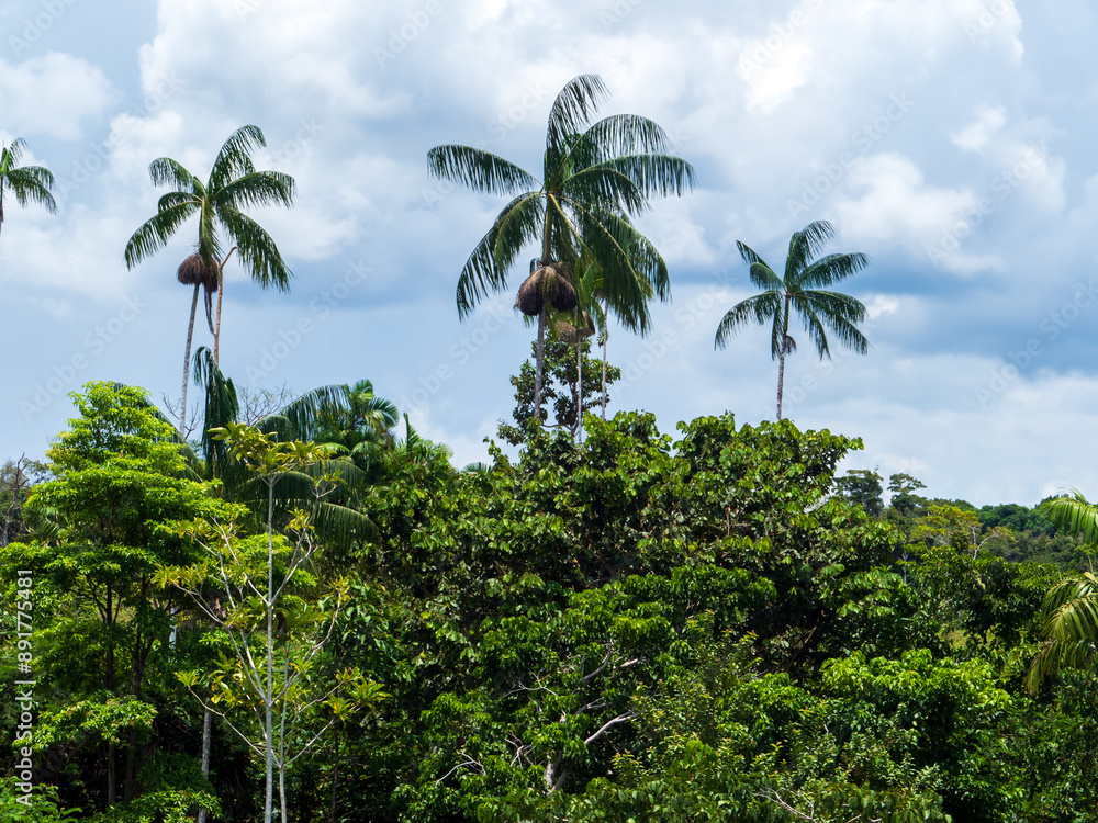 Naklejka premium Amazonia