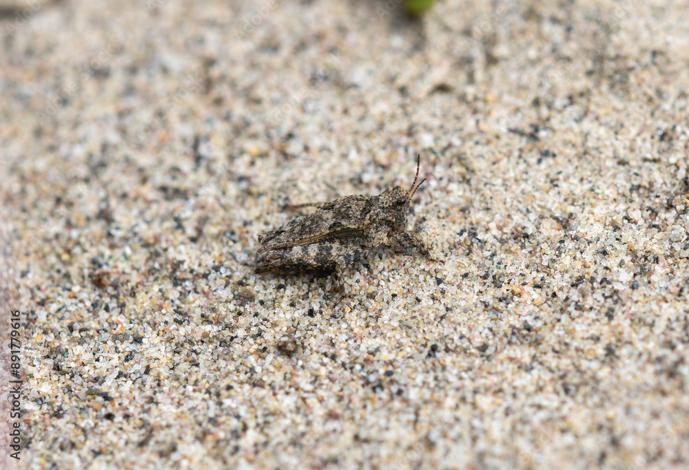 A Tetrix Pygmy Grasshopper on Sandy Ground in Wyoming A Tetrix Pygmy Grasshopper on Sandy Ground in Wyoming