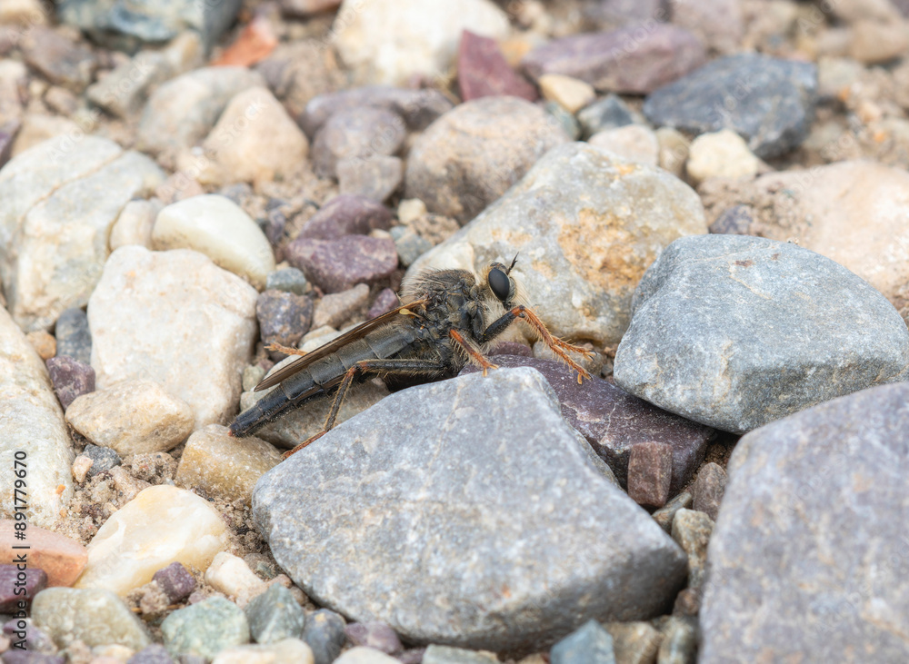 A Robber Fly in the Genus Stenopogon Perched on Rocks in Wyoming