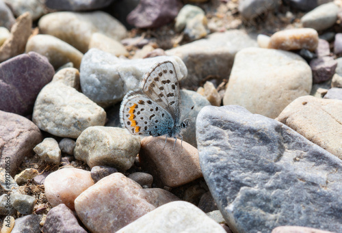 An Ancilla Blue (Euphilotes ancilla) Butterfly Resting on Smooth Pebbles in Wyoming photo