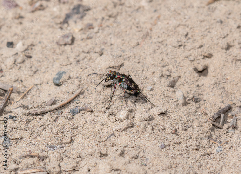 Western Tiger Beetle (Cicindela oregona) in Wyoming Sand Western Tiger Beetle (Cicindela oregona) in Wyoming Sand