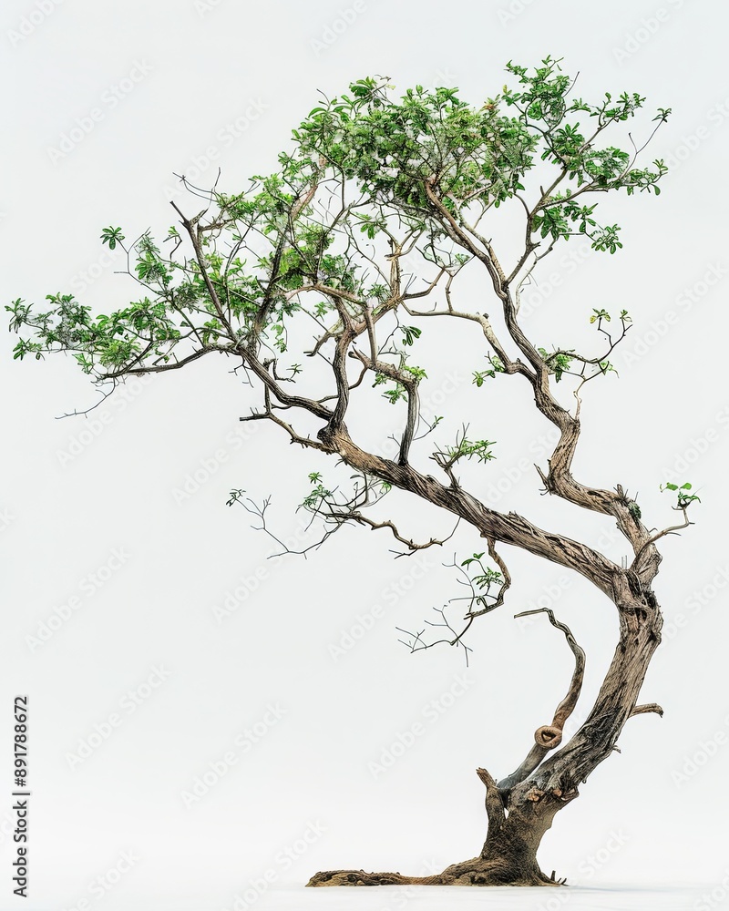 Fototapeta premium One Ramin tree alone on white, with elegant branches