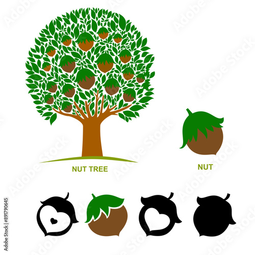 Hazelnuts tree isolated on white. Silhouette. Icon. Sign. Set of detailed hand drawn hazelnuts isolated on white background. Vector Illustration