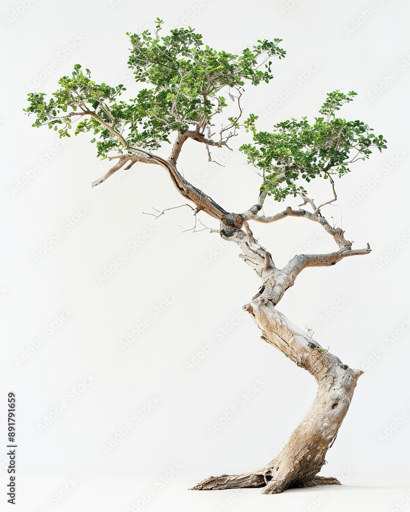 Fototapeta premium A Teak tree, gracefully posing against a white backdrop