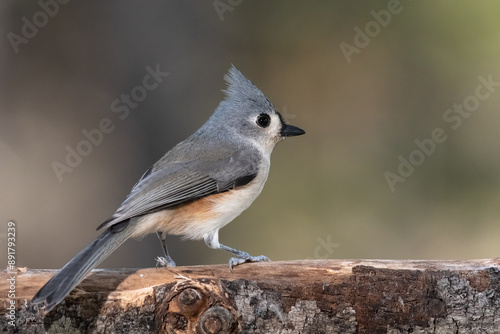 Tufted Titmouse Perched Delicately on a Slender Branch