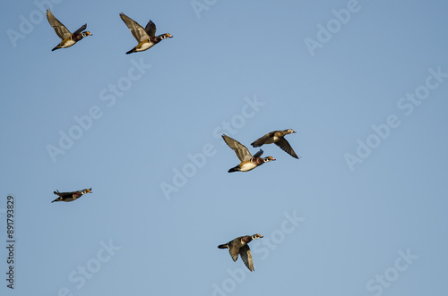 Flock of Wood Ducks Flying in a Blue Sky