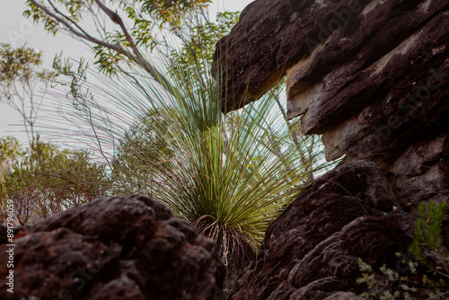 The Castle Walking Track, Budawang National Park, New South Wales, Australia photo