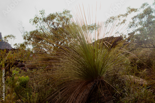 Grass tree (Xanthorrea spp.), Budawang National Park, New South Wales, Australia photo