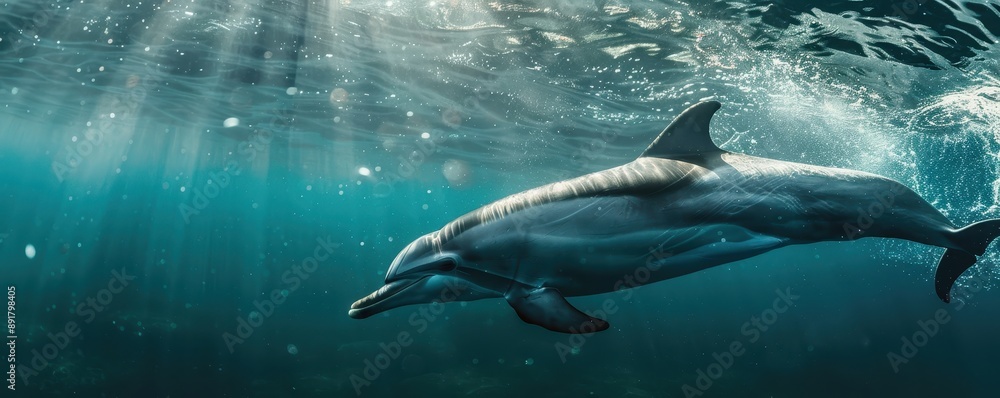 Fototapeta premium Bottlenose dolphin swimming underwater