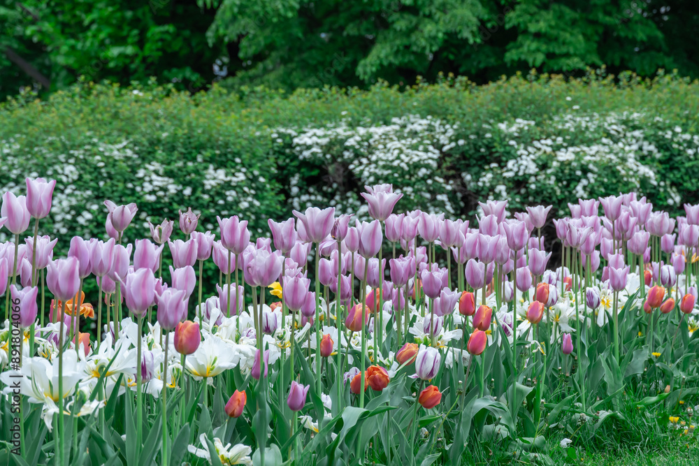 Mix purple and white flowers tulips blossom in river embankment. Bulbous ornamental tulipa plants of liliaceae family grow on flowerbed. Floral petals bloom. Flower carpet from buds. Landscaping parks Mix purple and white flowers tulips blossom in river embankment. Bulbous ornamental tulipa plants of liliaceae family grow on flowerbed. Floral petals bloom. Flower carpet from buds. Landscaping parks