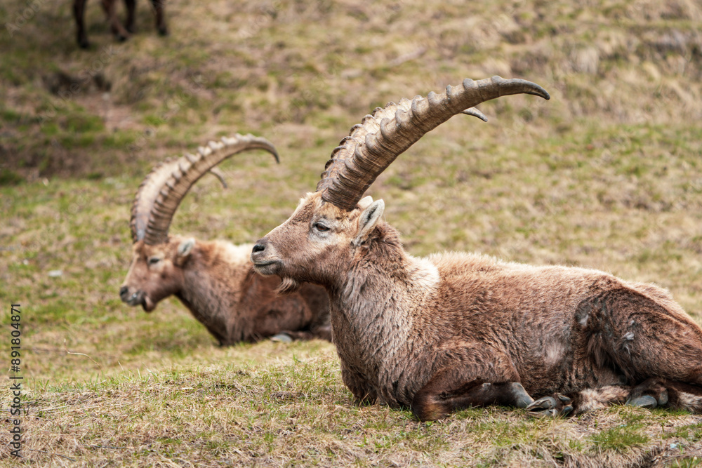 portrait of a wild capricorn ibex in the swiss mountains portrait Switzerland, Engadin, Graubunden, Grisons, Pontresina in April portrait of a wild capricorn ibex in the swiss mountains portrait Switzerland, Engadin, Graubunden, Grisons, Pontresina in April