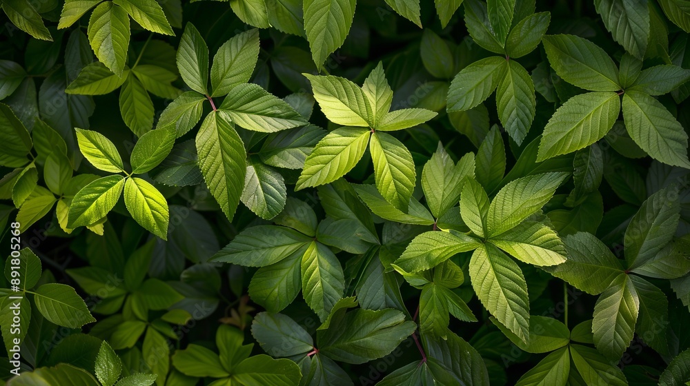 Lush Green Leaves in Sunlight