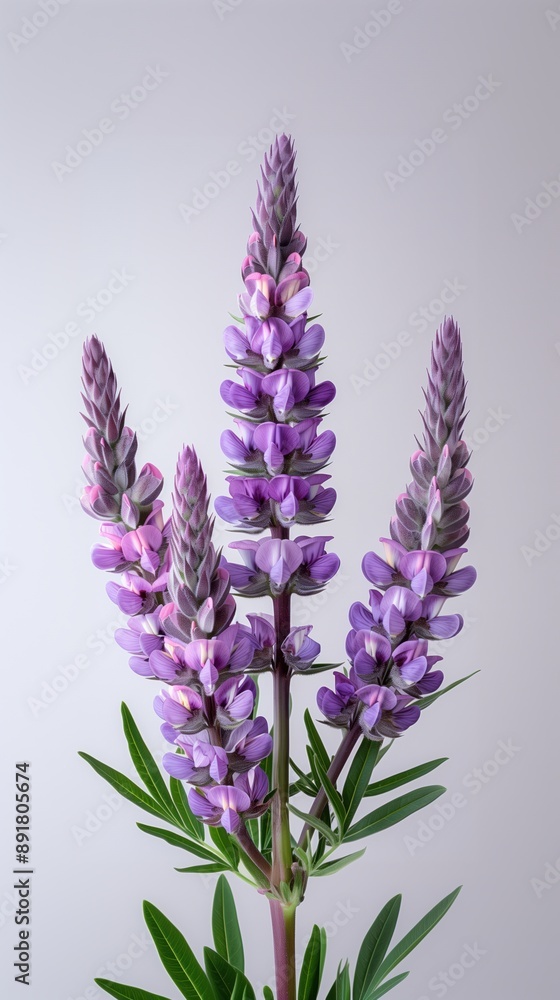 Fototapeta premium California Wildflowers