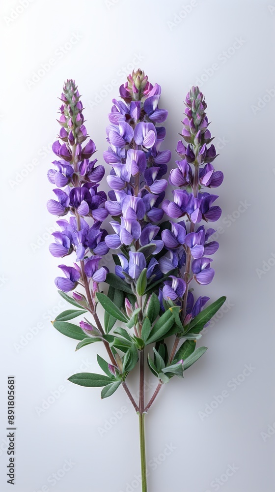 Naklejka premium California Wildflowers