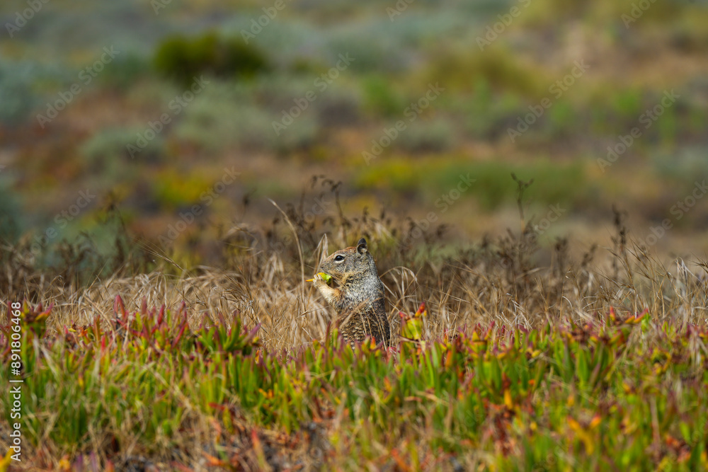 A ground squirrel eating ice plant. A ground squirrel eating ice plant.