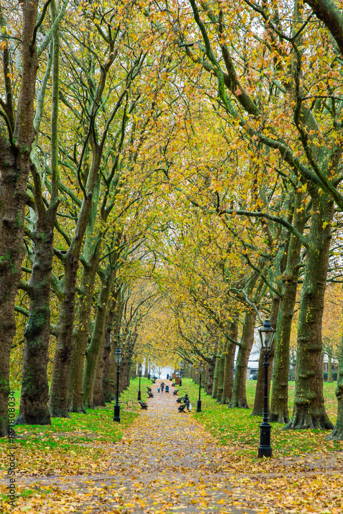 Obraz premium London, UK - Trees in a park in autumn