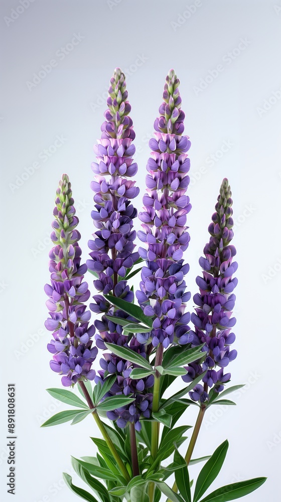 Fototapeta premium California Wildflowers