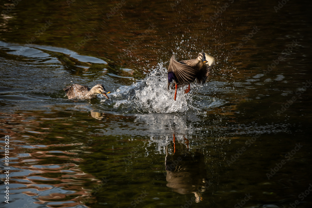 Fototapeta premium dog in water