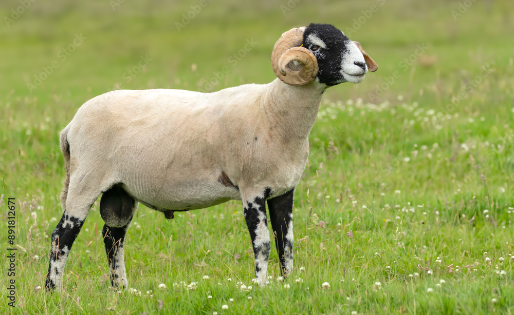 A fine Swaledale ram in Summertime with two curly horns, facing right in lush green meadow. This breed is native to the Swaledale area of the Yorkshire Dales, UK. Space for copy. Horizontal. A fine Swaledale ram in Summertime with two curly horns, facing right in lush green meadow. This breed is native to the Swaledale area of the Yorkshire Dales, UK. Space for copy. Horizontal.