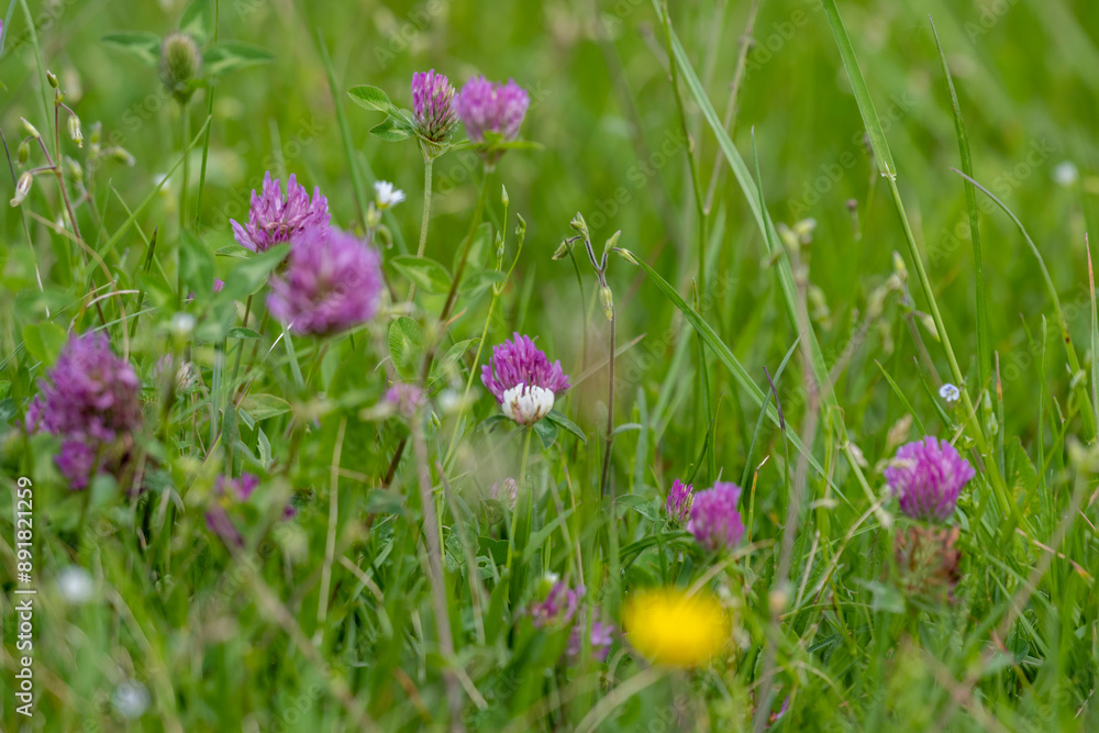 Blossom flowers in the meadow. Welcome spring concept image landscape close up. Green nature and environment concept. Copy space for text. Earth nature planet. Springtime. Blossom flowers in the meadow. Welcome spring concept image landscape close up. Green nature and environment concept. Copy space for text. Earth nature planet. Springtime.