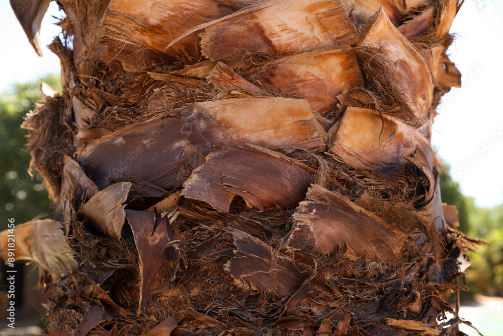 close up of a palm tree's bark, pseudo bark, tropical, summer close up of a palm tree's bark, pseudo bark, tropical, summer