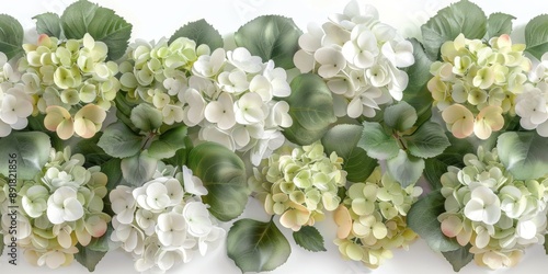 Close-up of Fresh White Hydrangea Blossoms with Green Leaves.